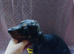 Beautiful dachshund babys looking a forever home