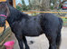 Fell Filly Beautitful