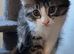 Beautiful kittens for sale looking for foreverr loving homes