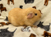 Baby Guinea pigs