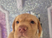 LABRADOR PUPPIES !!AMAZING CHUNKY PUPPIES