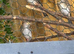 Goldfinch mule