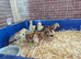 8 Rir bantam chicks 2/3 week old.