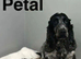 Petal gorgeous 2 cockapoo girls have had all injections done