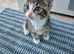 3 beautiful male kittens
