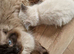 RAGDOLL KITTENS READY NOW