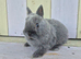 STUNNING NETHERLAND DWARF BABIES