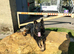 Large East Germany working line German shepherd for stud