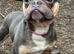 Blue & tan French bulldog