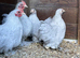A pair of lavender cuckoo Pekins