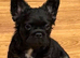 C2 FLUFFY French bulldogs READY NOW
