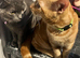 Brother and sister kittens