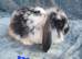 Baby rabbits ready now
