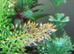 Guppies for Sale