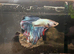 Alien Betta