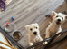 West highland terriers - 1 Boy left
