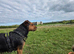 MISSING TERRIER IN WALES