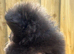 pomeranian teddy bear