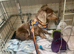 Miniature Isabella dachshund boy