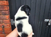 Kc reg pups