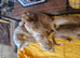 Beautiful Cavapoo Puppies