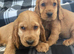 Cocker spaniel puppies