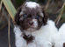Imperial toy shihpoo pups