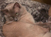 Male Ragdoll