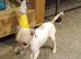 Italian greyhound pups for sale