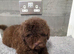Poodle puppies