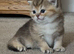 Active GCCF kittens