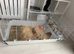 Female lop ear rabbit
