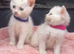 Beautiful British Longhair x British Shorthair Kittens &ndash; Ready for Their Forever Homes