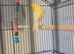 3 canaries and cage