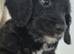Sproodle puppies