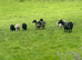 Shetland X Lleyn ewes