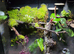 Super Large Dart Frog Vivarium Setup &ndash; &pound;420 &ndash; Nottingham NG3 (Collection Only)