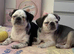 Two beautiful panda pug girls