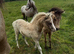 Welsh part bred filly
