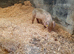 Weaners
