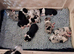 border collie puppies