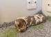 Miniature daschund
