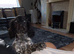 Beautiful blue roan cocker spaniel