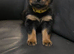 STUNNING LARGE ROTTWEILER PUPPIES - 6 GIRLS & 5 BOYS