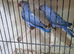 Violet ringneck males ( NOT TAME )