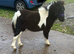 Top quality show colt