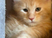 Mainecoon kittens stunning!!