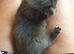 Russian blue kittens