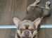FRENCHBULLDOG 2YR OLD. MALE. Reduced price to find him a forever home.
