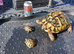 Swansea Hermann Tortoise Home